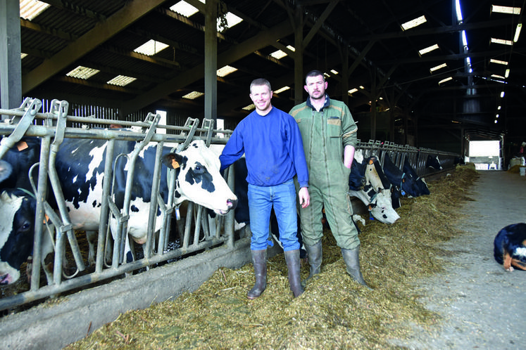 À Couëtron-au-Perche, à l'EARL des Proustières. Alexis et Thibault Dupont aux côtés de leur vache prim'holstein Okali.