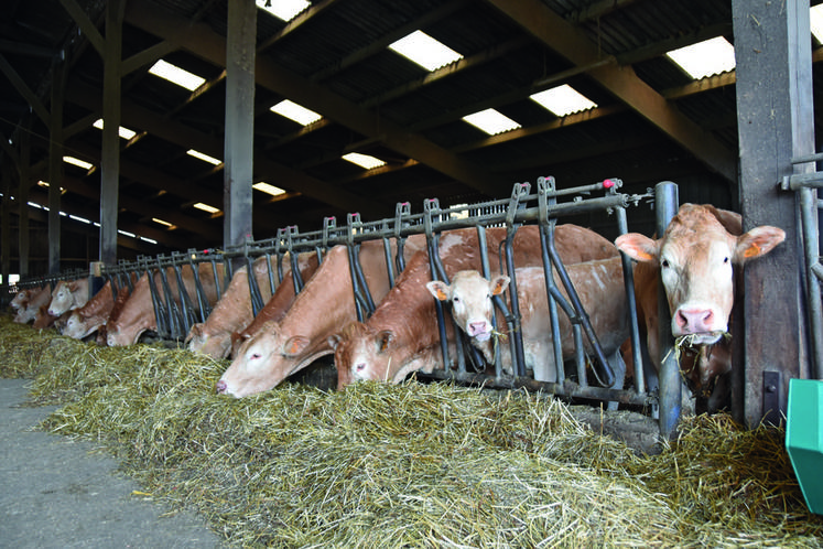 Les deux frères disposent aussi d'un troupeau de blondes d'Aquitaine, doté d'un bon niveau génétique. 