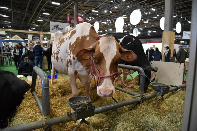 Naia Red, prim'holstein à la robe rouge, du Geac Les Bordelets.