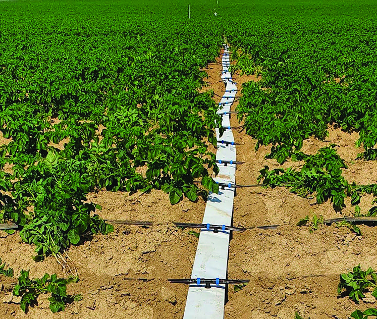 Le goutte-à-goutte permettrait de réaliser une économie d’eau de l’ordre de 20	% par rapport à une irrigation par enrouleurs. 