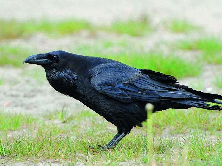 Il est important de recenser les colonies de corvidés. La FNSEA 41 attend vos informations.