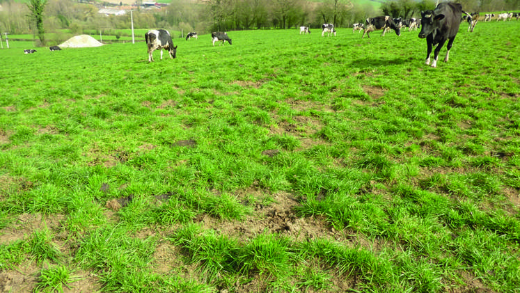 Un préalable au sursemis	: disposer d'une prairie ouverte disposant encore d'un fonds prairial de bonne qualité.