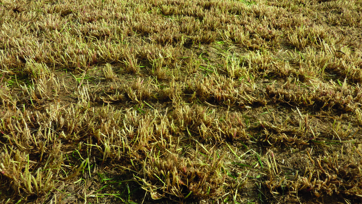 Il faut procéder à une fauche rase ou à un pâturage ras avant de sursemer sa prairie.