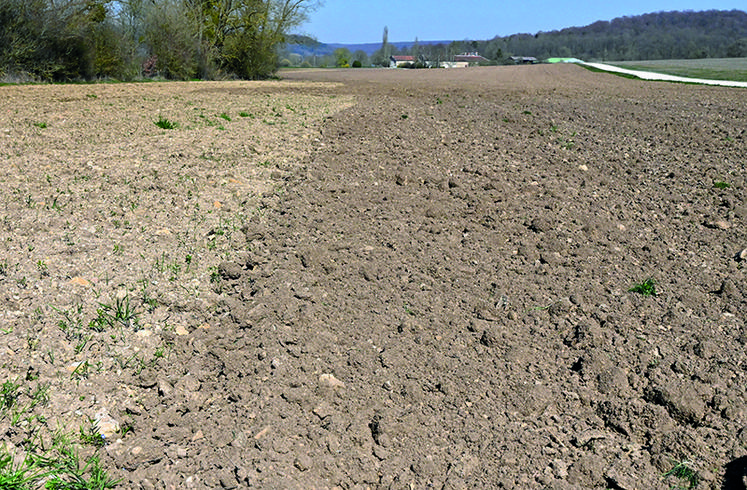 Le tournesol a besoin d’un lit de semences assez fin.