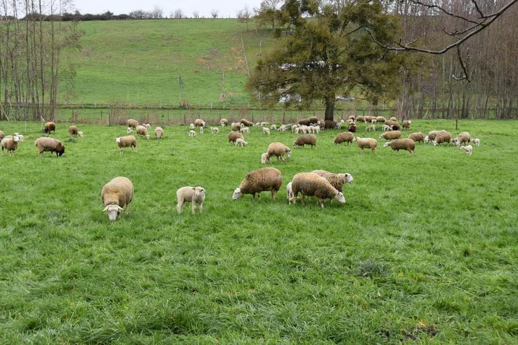 Brebis et leurs agneaux dans une pâture à Villavard (Loir-et-Cher) le 17 mars 2022.