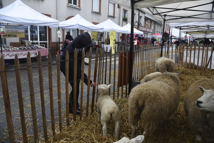 Les animaux de la ferme n'ont pas manqué d'attirer petits et grands.