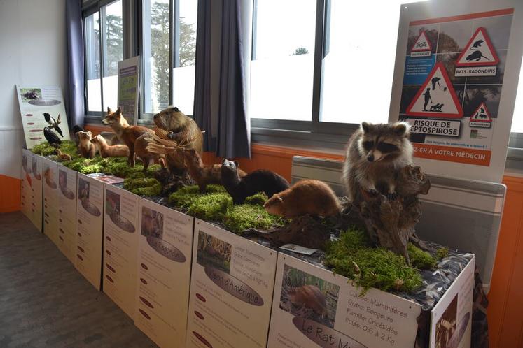 Une exposition de la faune sauvage à la MFR de Chaingy à l'occasion des portes ouvertes.