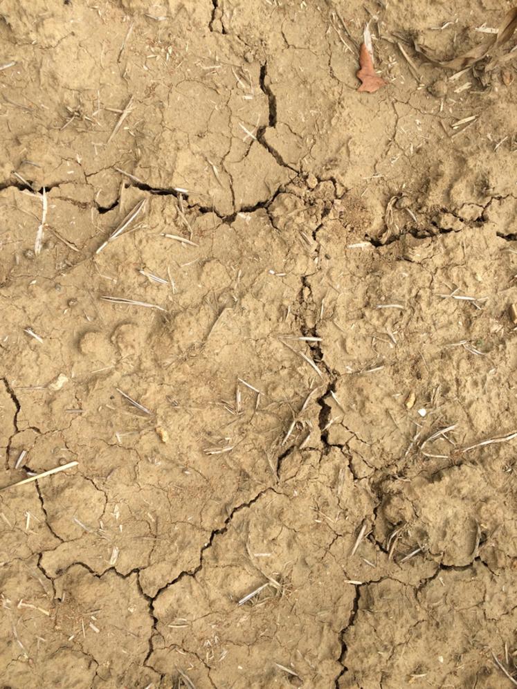 Face au changement climatique, la question de la gestion et de l'accès à l'eau est cruciale.