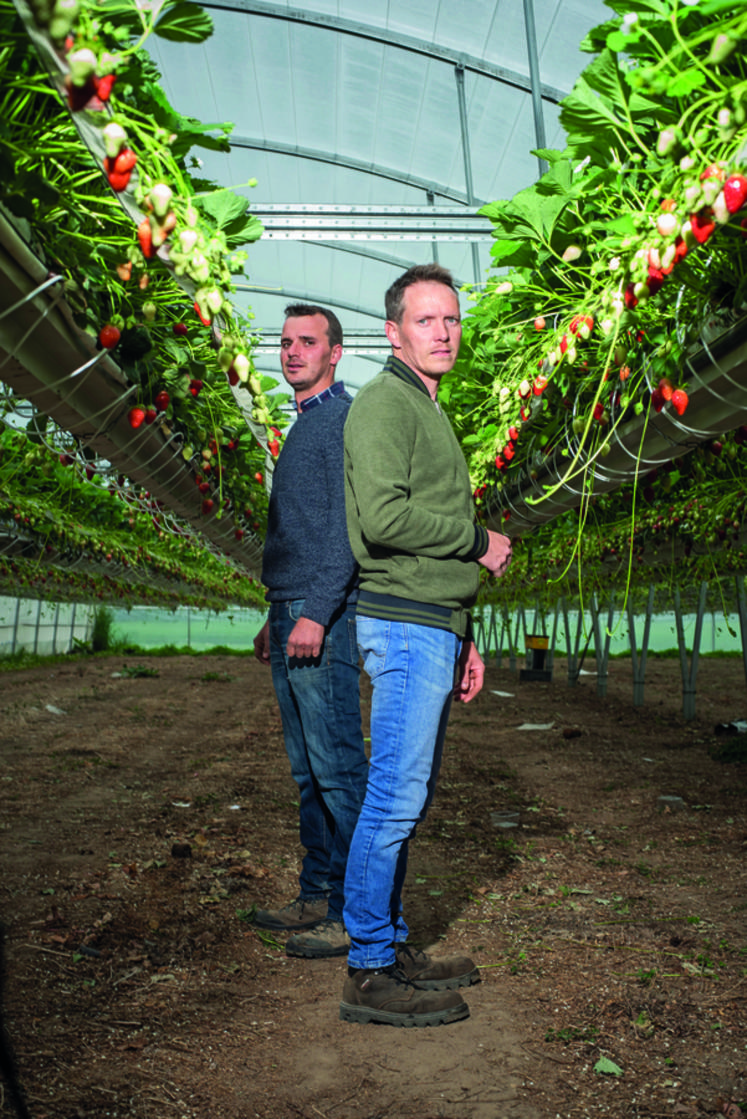 Valentin et Aurélien ont multiplié par trois leur capacité de production de fraises depuis 2019.
