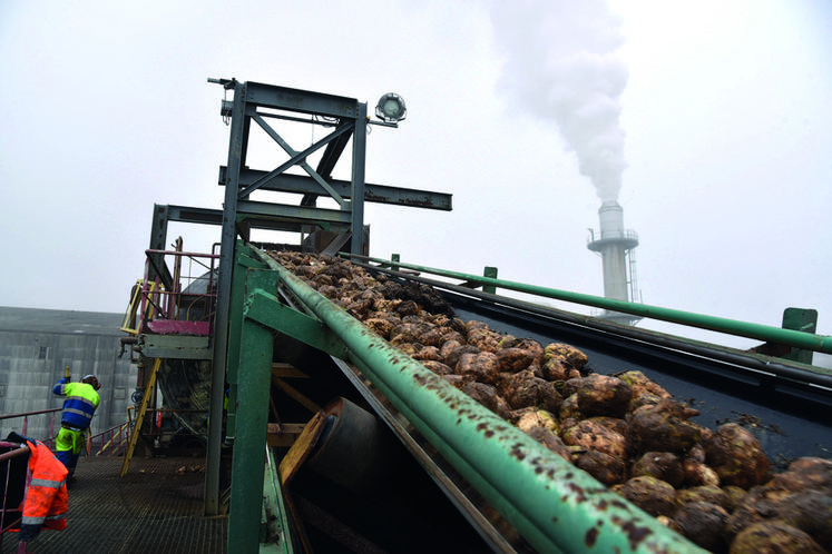 Les betteraves récoltées par le site Cristal Union de Corbeilles-en-Gâtinais en novembre dernier.
