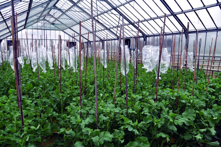 Verneuil-l'Étang, jeudi 7 avril. Limagrain dispose de trois stations de recherche en Europe sur le colza d’hiver, dont une en Seine-et-Marne (sur la photo, serre en pleine terre). Ailleurs, des stations travaillent sur la canola, colza de ­printemps.