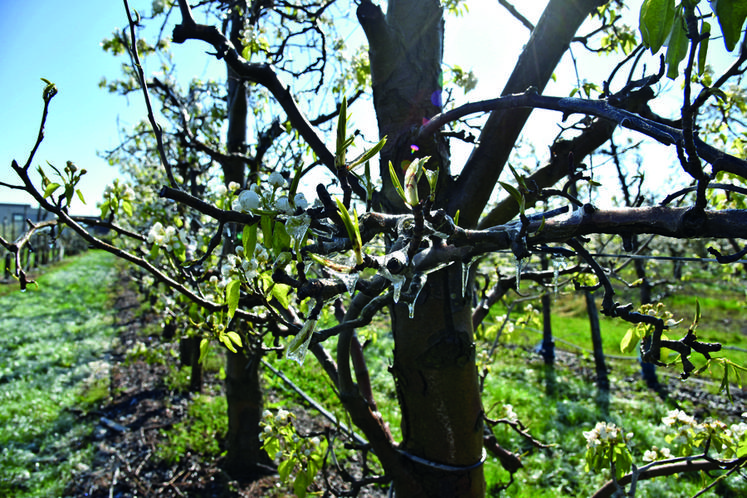 Après l'épisode de gel de début avril, les regards se tournent vers les arbres fruitiers dont le développement végétatif était le plus avancé.