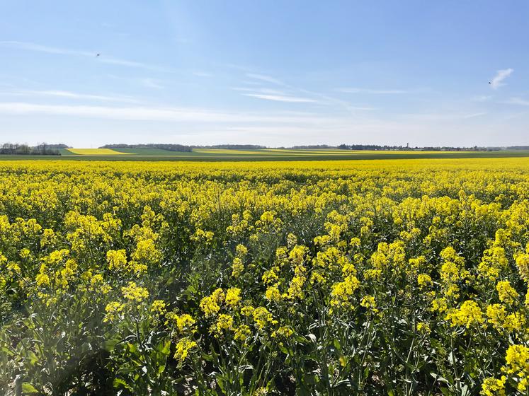 La période de traitement phytosanitaire autorisée pendant la floraison est ­restreinte (deux heures avant le coucher du soleil et trois heures après), sauf si la température est suffisamment basse pour éviter la présence d’abeilles.