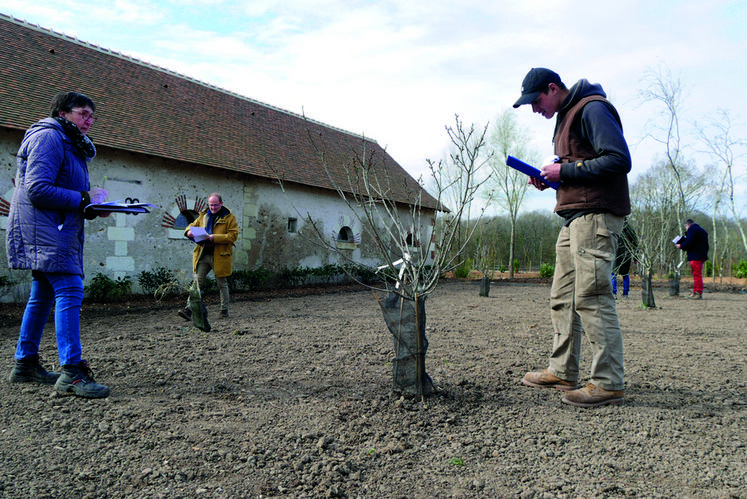 Mélangés à des scions tout venants, les sujets candidats au label rouge du verger de référence planté au domaine de Chaumont ont été évalués récemment par un jury technique.