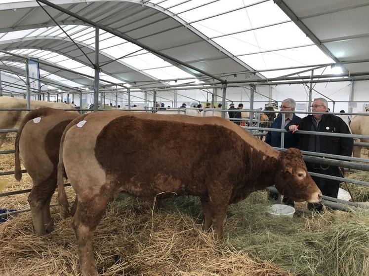 Coulommiers, samedi 9 avril. Les juges notent les animaux présentés.