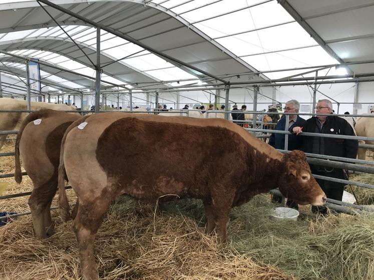 Coulommiers, samedi 9 avril. Les juges notent les animaux présentés.