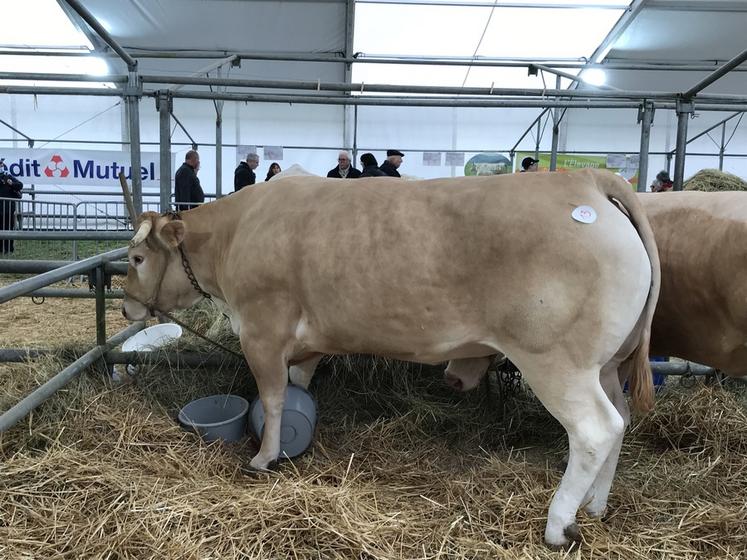 Quatorze éleveurs présentaient des animaux de différentes races.