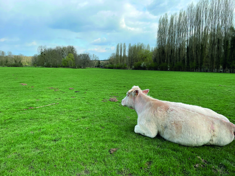 Pour être éligible à l’ICHN, l’exploitation et au moins 80	% de sa SAU doivent être situées en Zone défavorisée simple. Il faut également détenir au moins 3 UGB herbivores ou ­porcines et 3 ha de surfaces fourragères primables.