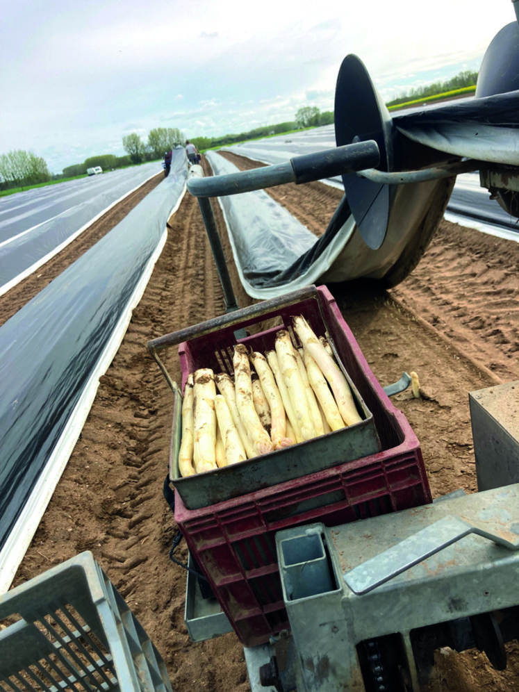 Débutée il y a une semaine, la saison des asperges bat désormais son plein.