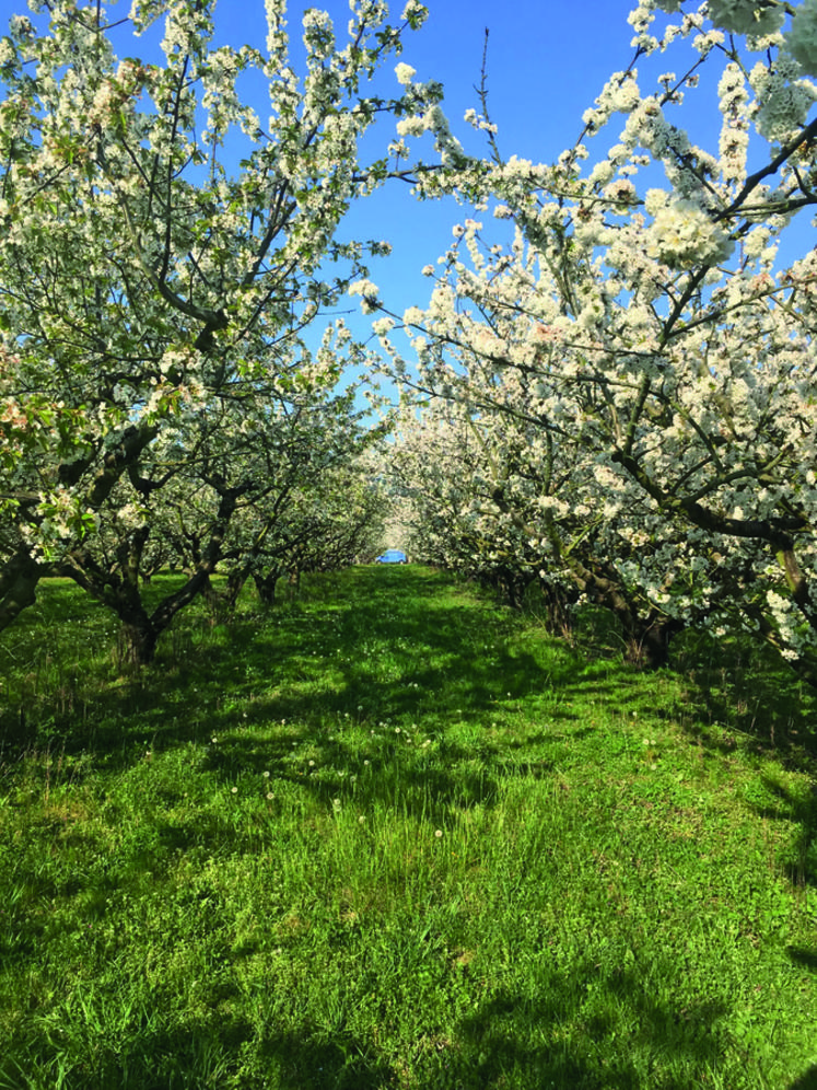 L'inquiétude est forte dans les vergers pour l'agriculteur à la suite des récents épisodes de gel. 