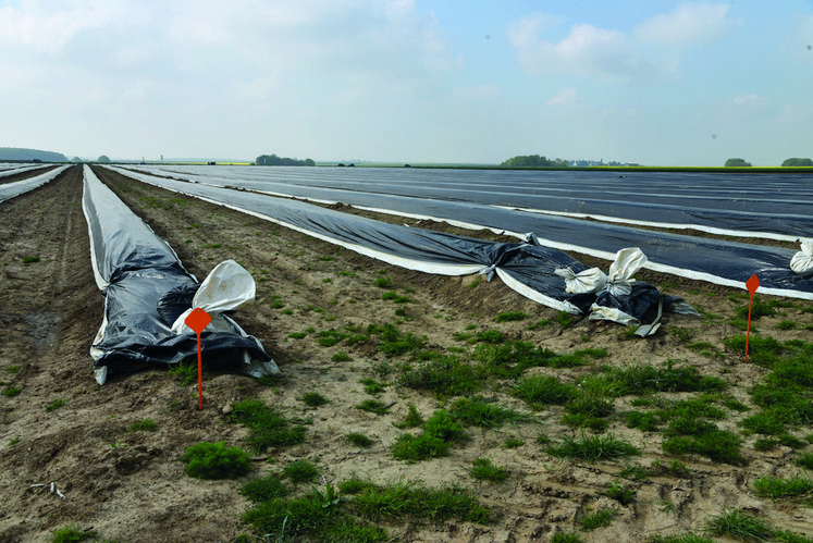 Le long de la N10, quatre hectares d'asperges sont plantés. Buttées et bâchées, elles donneront des asperges blanches. 