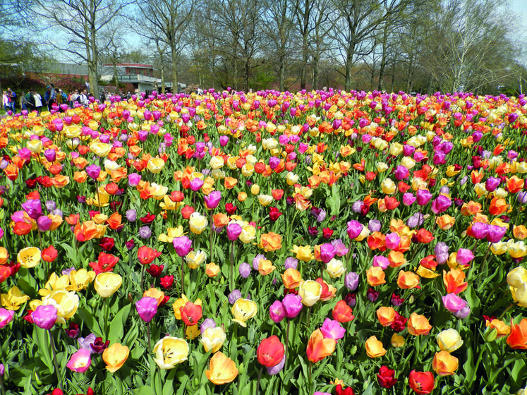 Le parc de Keukenhof présente une impressionnante variété de tulipes, parfois associées à d'autres fleurs, comme des narcisses, des jonquilles ou des asters. 
