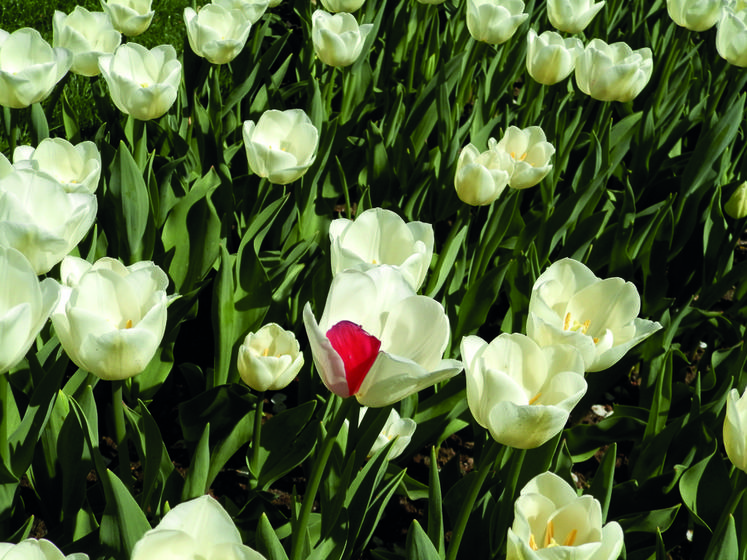 À Keukenhof, les tulipes sont aussi le résultat de croisements entre différentes variétés, ce qui peut donner des résultats surprenants.