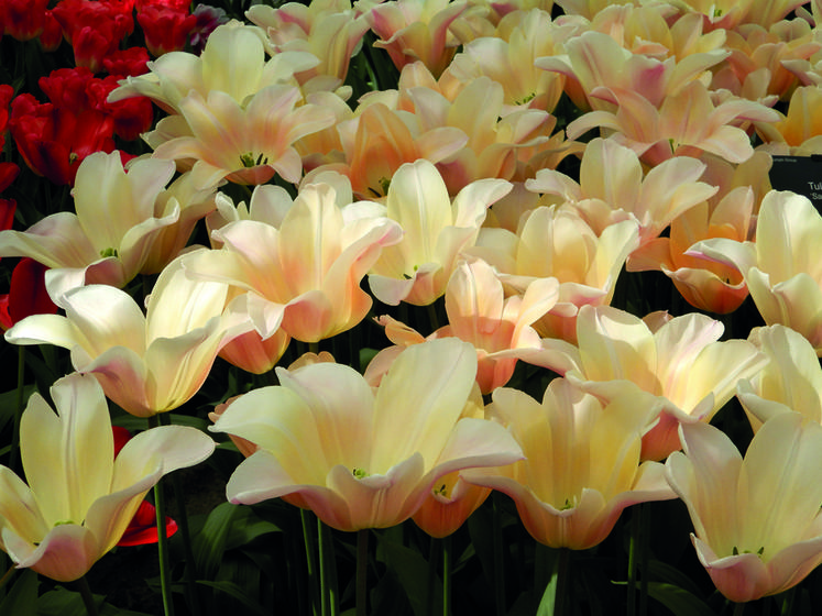 Les tulipes se présentent sous des formes et des couleurs très variées. Un ravissement pour les yeux	!