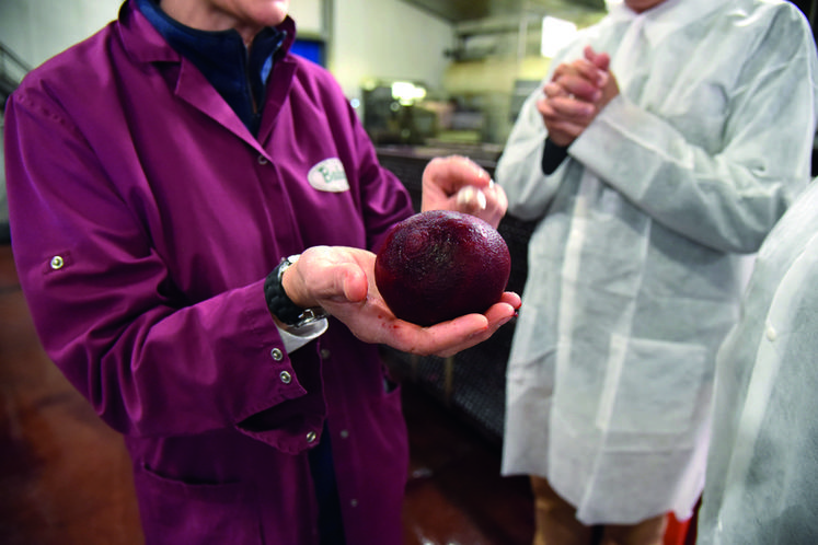 La peau de la betterave est retirée par un jet de vapeur mécanique. La pelure est destinée à l'alimentation des vaches des fermes voisines.