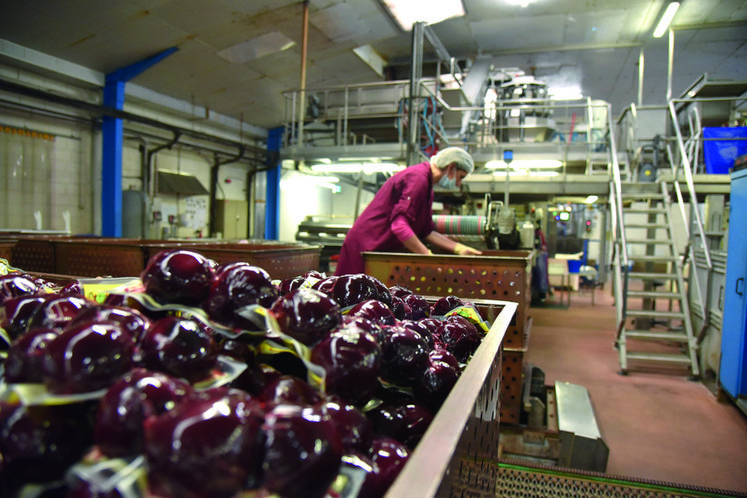 La rédaction du Loiret agricole et rural a pu visiter l'entreprise Baby-Kultive où la betterave rouge est cultivée et transformée.