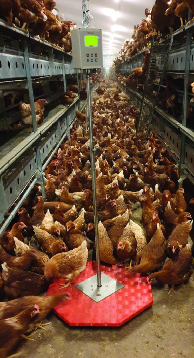 Des balances automatisées pour les élevages avicoles sont actuellement en test dans quatre exploitations franciliennes.