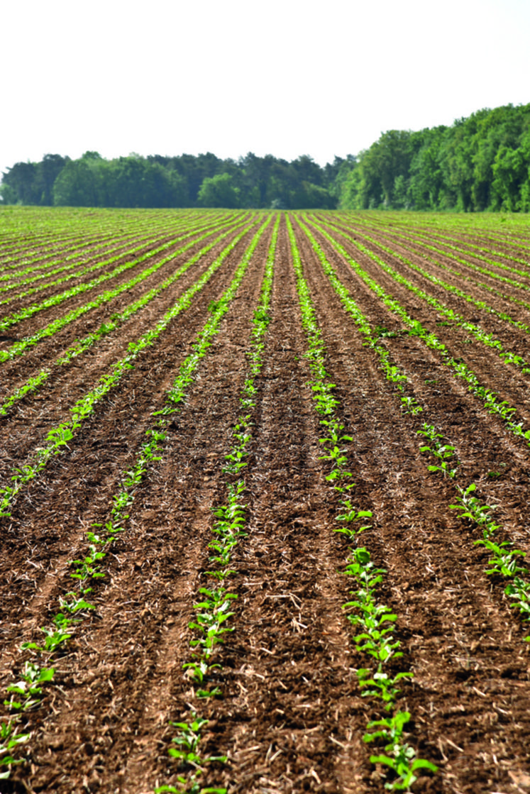 Le robot Farmdroid a assuré lui-même le semis de la parcelle de treize hectares en quatre jours.