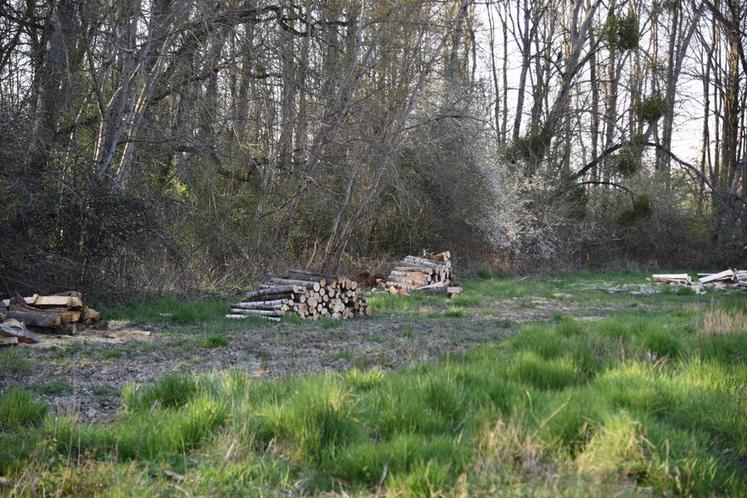 Rendez-vous vendredi 3 juin à Boigneville (Essonne) pour une rencontre sur le terrain pour aborder le bois énergie.