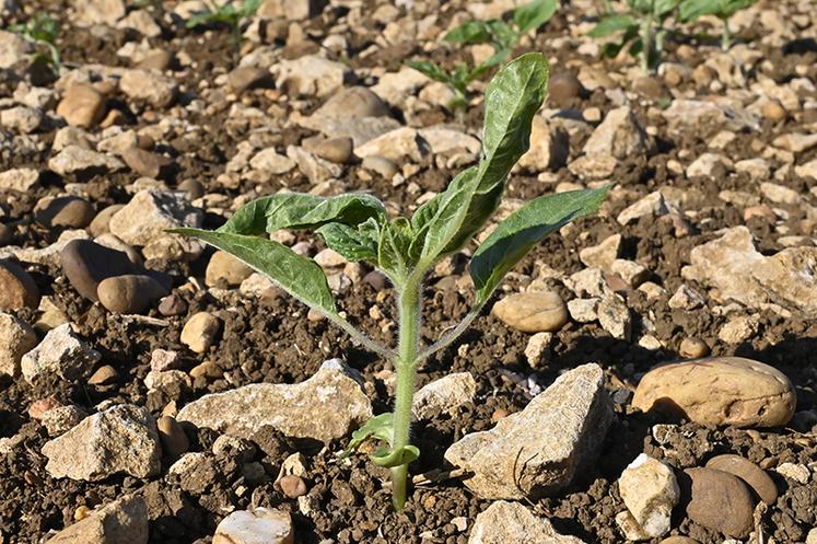 La crispation des feuilles de tournesol doit alerter.