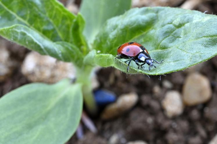 Certains traitements contre les pucerons peuvent présenter des risques pour les auxiliaires de culture.
