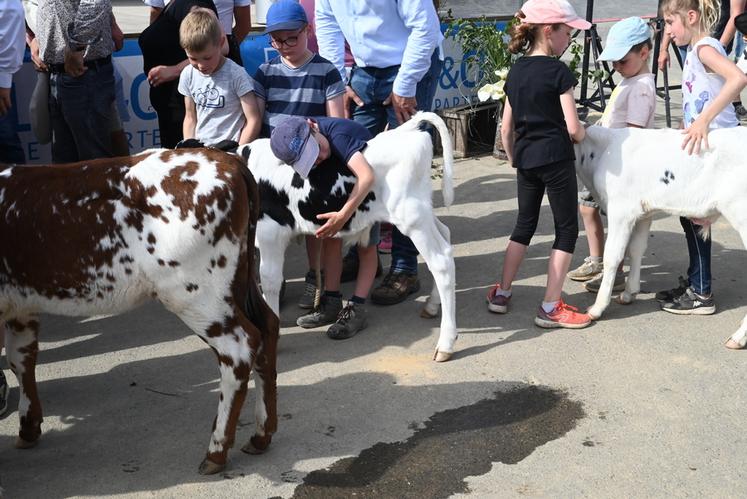 Ce comice était l'occasion pour les plus jeunes, qui sont l'avenir de la profession, de partager des moments de tendresse avec les nombreux animaux présents et de faire connaissance avec le monde agricole.