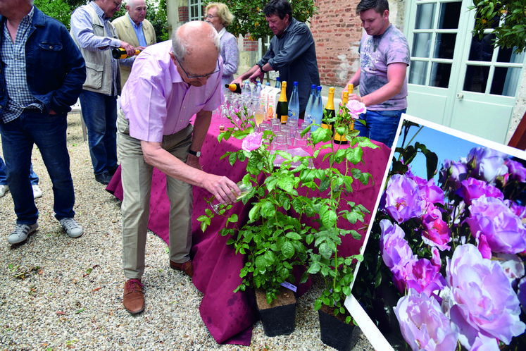 Patrick Masure a lui aussi baptisé le rosier au champagne dans son propre jardin, à Montbarrois.