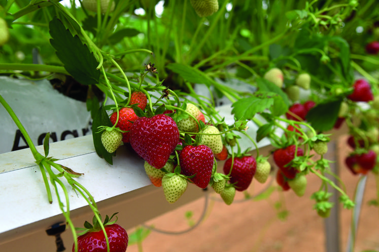 Six variétés de fraises accompagnent framboises et mûres.