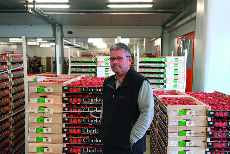 Franck Guilloteau, président du Cadran de Sologne, revient sur la saison de fraises vécue par la coopérative qui regroupe vingt-trois exploitants. 