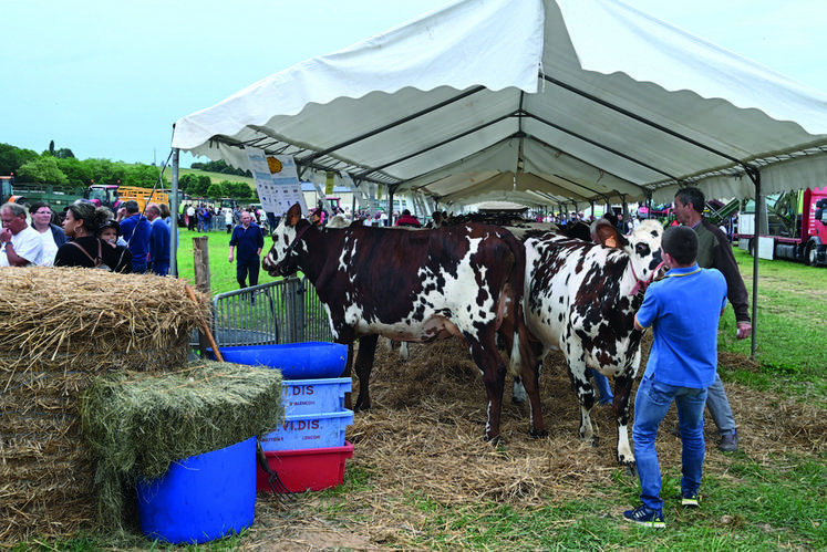 Les vaches de la catégorie de la race normande.