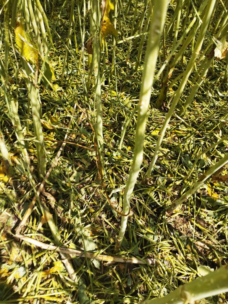 Les colzas détruits par la grêle à la suite de l'orage du samedi 4 juin 2022.