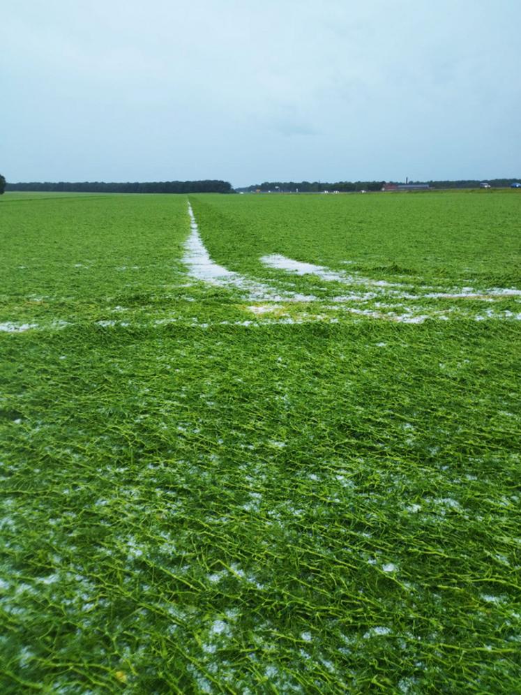 Au lendemain de l'épisode climatique du samedi 4 juin 2022, les grêlons subsistaient encore dans certaines parcelles.