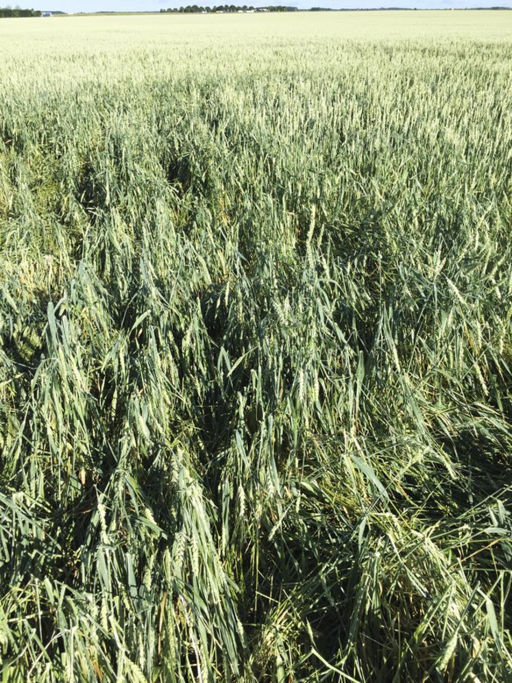 Dans tout ce secteur du sud-Yvelines, les blés sont touchés de 50 à 100	%.