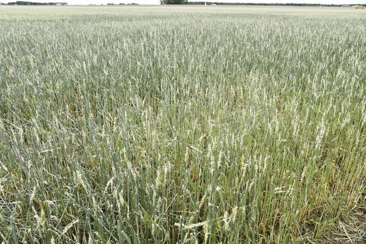 De la parcelle de blé qui jouxte la Ferme de Presles, il ne reste plus rien. Tous les épis ont été détruits à la suite de l'orage du samedi 4 juin 2022.