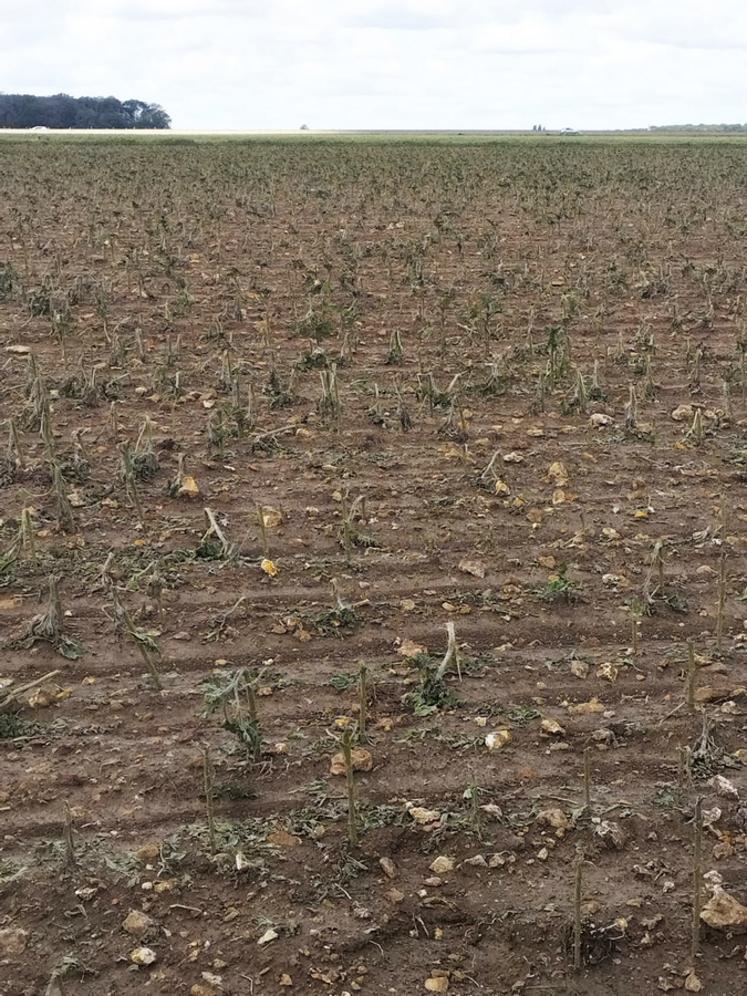 Aucune culture n'a été épargnée. Ici, le tournesol est anéanti.