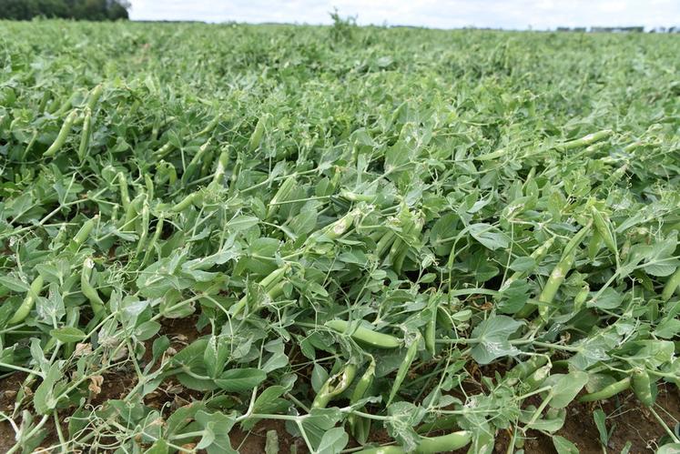 Les impacts de grêle sont visibles sur l'ensemble des parcelles de pois.