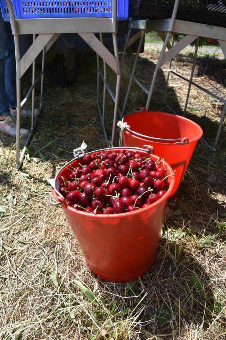 Seaux de cerises.