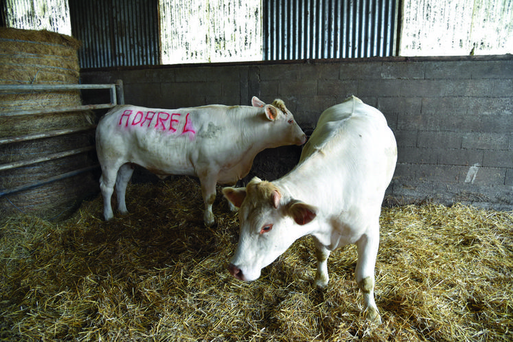 Afin de mettre en avant la partie élevage, une vache a été marquée du nom Adarel pour l'occasion. Les participants devaient deviner au plus juste le poids de l'animal ayant effectué du pâturage tournant et ainsi tenter de remporter des lots.