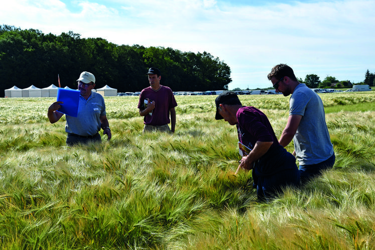Montacher-Villegardin (Yonne), mercredi 1er juin. Visite des essais en orge.