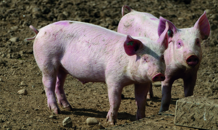 Le dernier cas identifié en Allemagne a été détecté dans une exploitation porcine de 35 porcs en plein air.